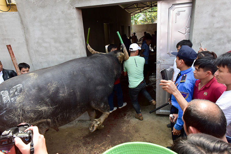 Mở cửa miễn phí, hội chọi trâu Hải Lựu vỡ trận